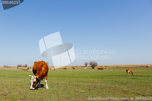 Image of Cows on green meadow