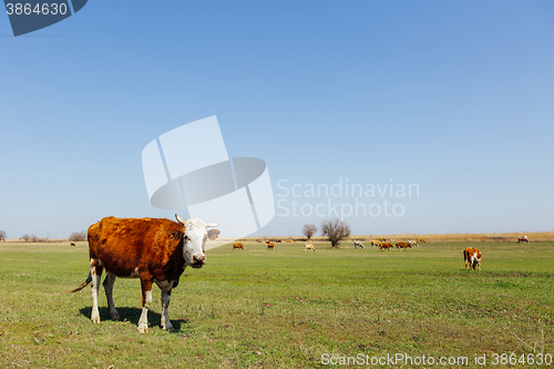 Image of Cows on green meadow