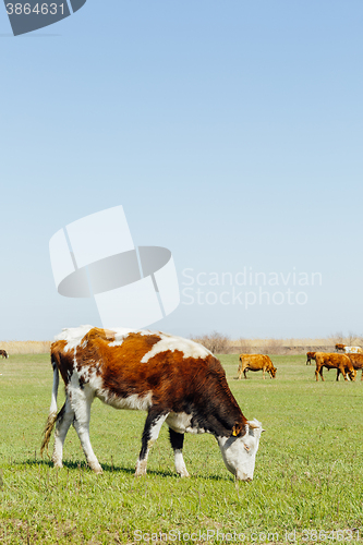 Image of Cows on green meadow