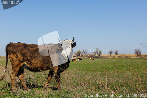 Image of Cows on green meadow