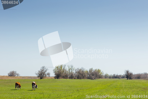 Image of Cows on green meadow