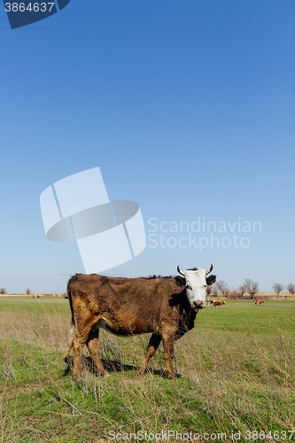 Image of Cows on green meadow