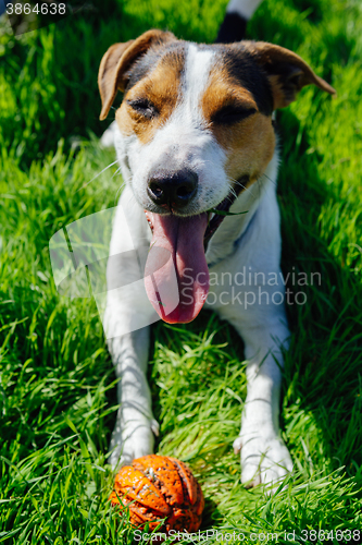 Image of Dog breed Jack Russell Terrier lies on the grass