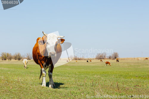 Image of Cows on green meadow