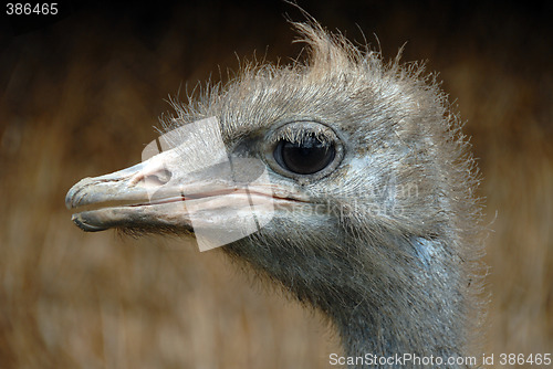Image of Ostrich