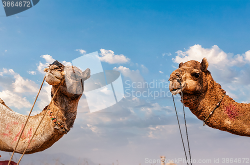 Image of Camels in India