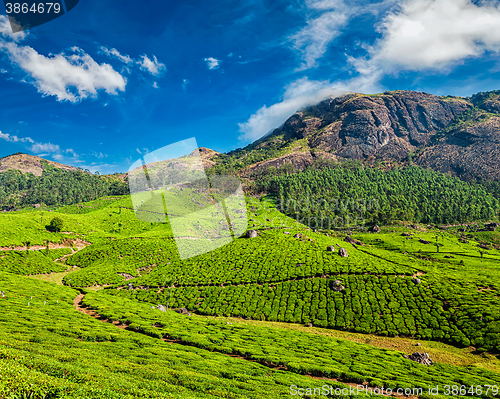 Image of Tea plantations, Munnar, Kerala state, India