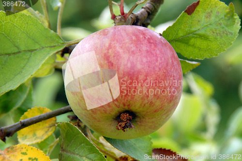 Image of Apple
