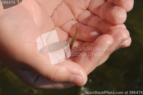 Image of very young and little fish