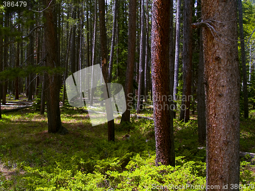 Image of Wild Forest
