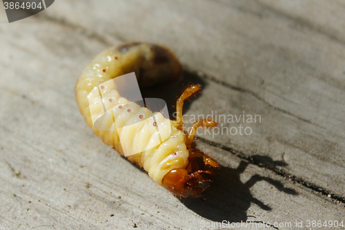 Image of larva of may-bug