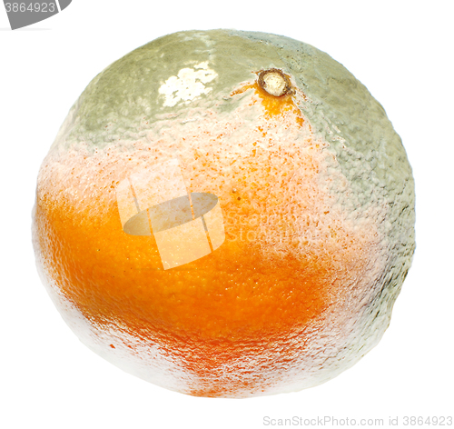 Image of Moulded orange