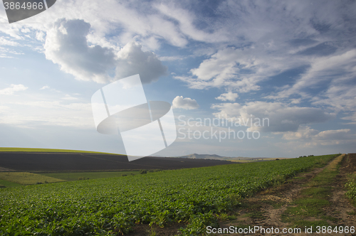 Image of Field of sugar beet