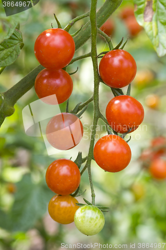 Image of Cherry tomato harvest