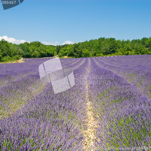 Image of Lavender Field