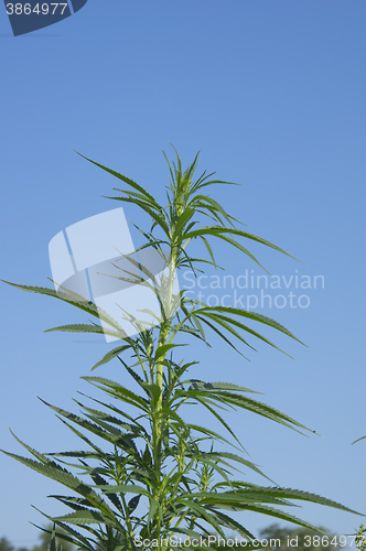 Image of Cannabis plant