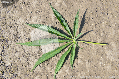 Image of Cannabis leaf