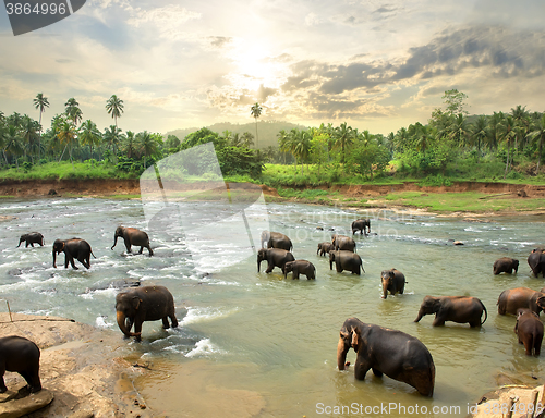 Image of Elephants in water