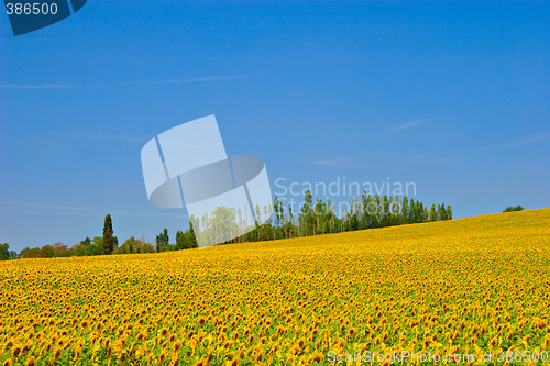 Image of Sunflower Field