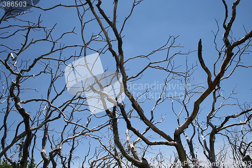 Image of Dead Trees and Blue Sky