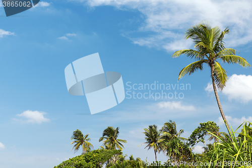 Image of palm trees and blue sky