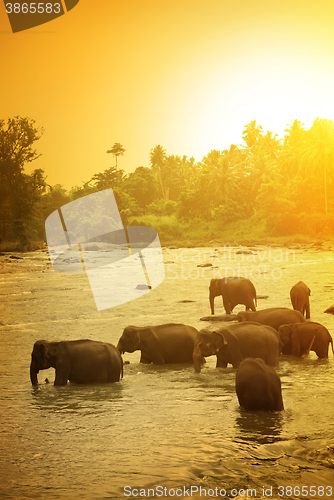 Image of Elephants and bright sunrise