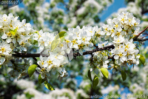 Image of Apple tree blossoming branch