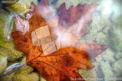 Image of Beautiful maple leaf underwater