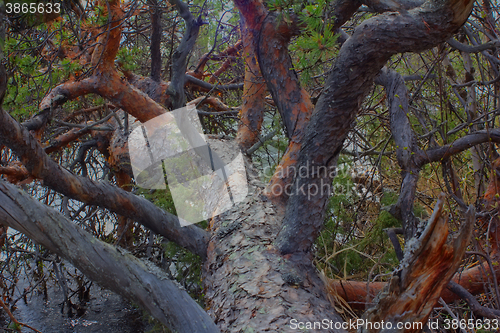 Image of  view from crown of tree that leaned over river