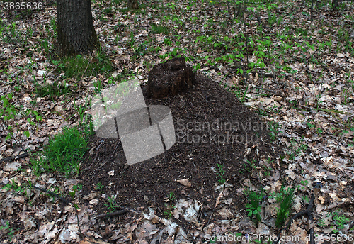 Image of big ant hill in the forest