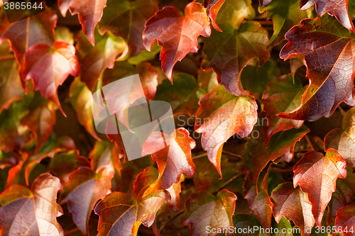 Image of Creeping leaves