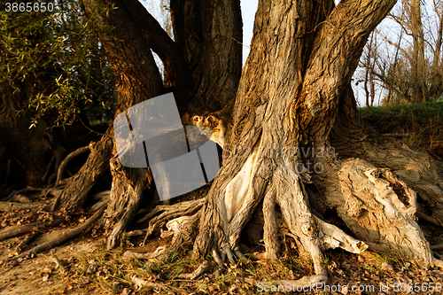 Image of Tree root