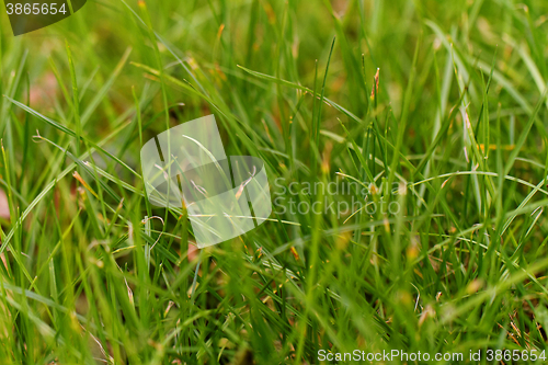 Image of Green grass