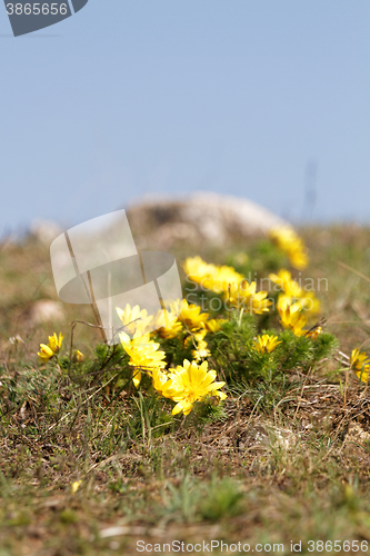 Image of Yellow flower