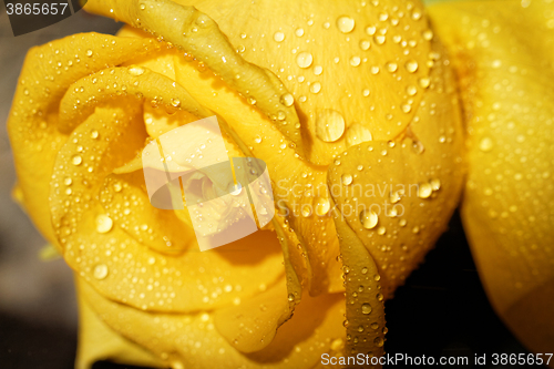 Image of Water drops