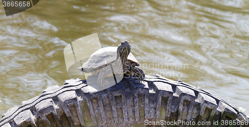 Image of Cute turtle