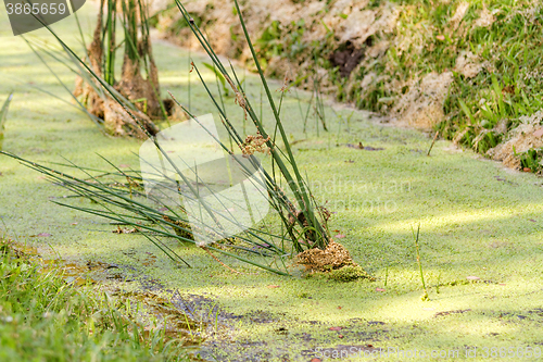 Image of Duckweed