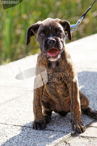 Image of Boxer dog