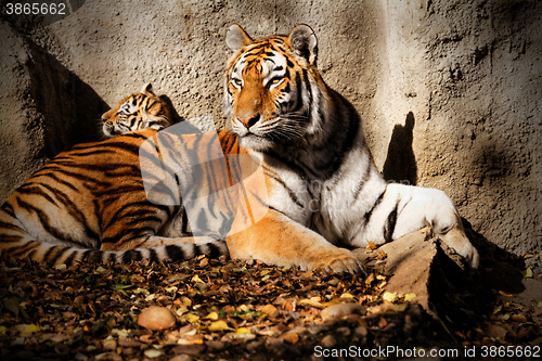 Image of Tiger mum