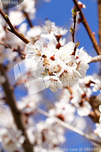 Image of Blossom