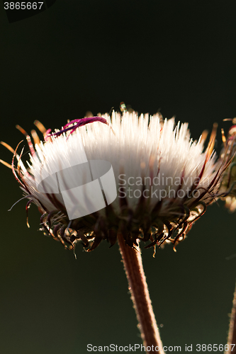 Image of Dandelion