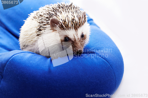 Image of Cute hedgehog