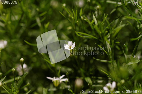 Image of Sweet alyssum