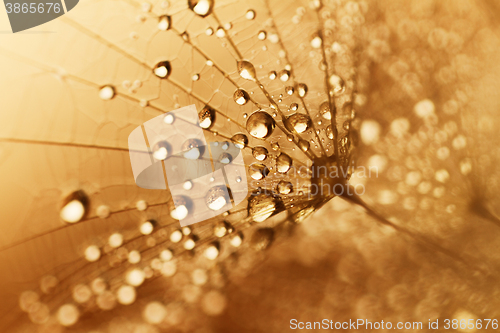 Image of Plant seeds with water drops