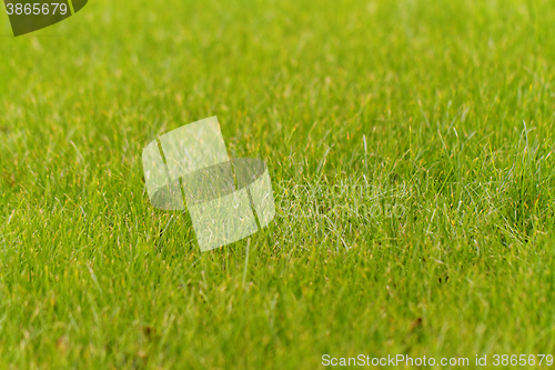 Image of Green grass