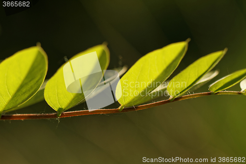Image of Acacia leaf