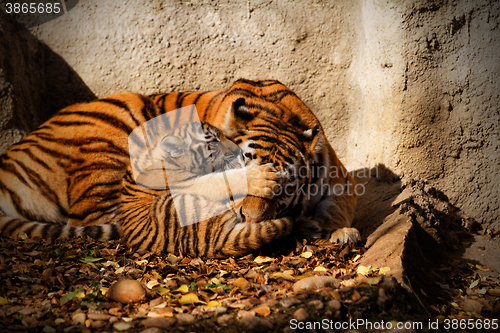 Image of Tiger mum