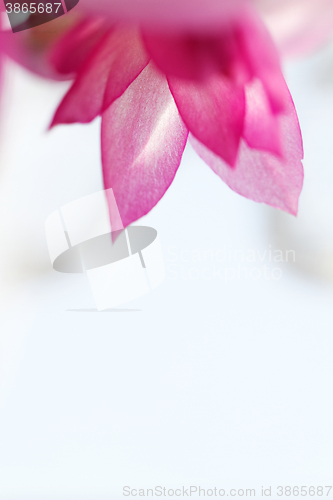 Image of Christmas cactus