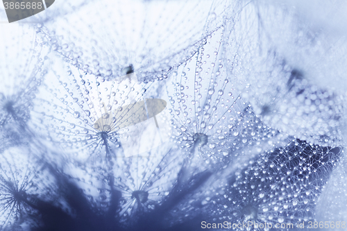 Image of Plant seeds with water drops