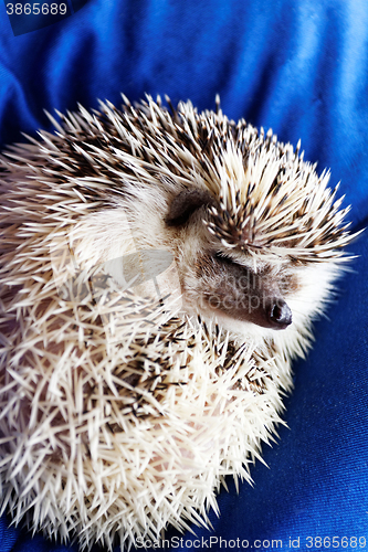 Image of Cute hedgehog